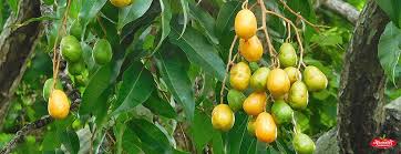 mango tree